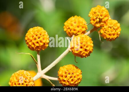 La Buddleia globosa ( Golden Ball ) che crescono in un giardino in Fife, Scozia. Foto Stock