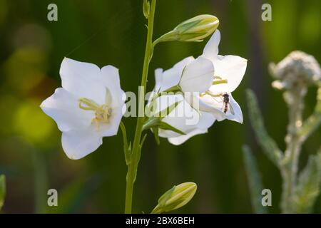 Una Campanula bianca o un fiore di campanella in Scozia il 1 giugno Foto Stock