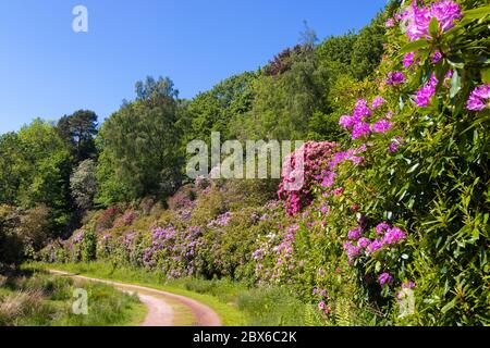 cespugli di rododendro in fiore in Scozia alla fine di maggio Foto Stock