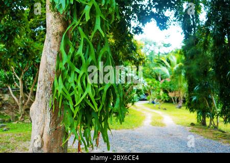 Albero di felce insolito. Piante strane primo piano. Foto Stock