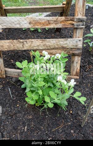 Piselli di zucchero nana di Snowbird, piselli di neve, la coltivazione e la fioritura in giardino di primavera Foto Stock