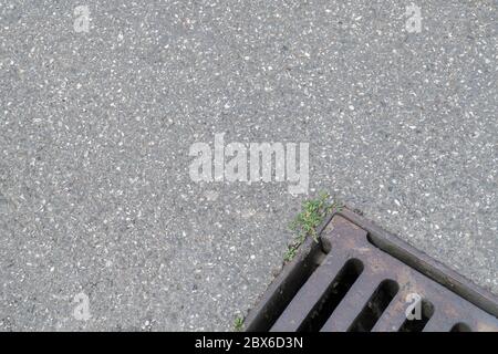 Parte del coperchio di scarico dell'acqua di superficie in metallo su strada asfaltata con un campione di erbaccia povero che cresce tra le crepe. Soldi giù la metafora di scolo. Foto Stock