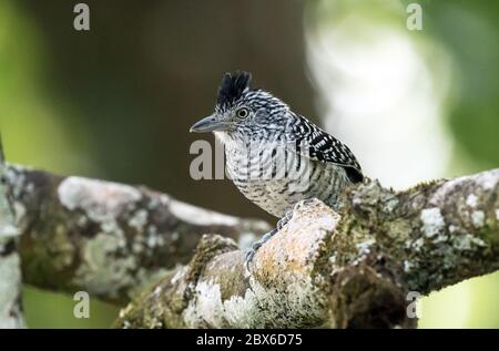 Primo piano di un maschio Barred Antsharke (Thamnophilus doliatus) che percuote una filiale a Panama. Questo uccello ha una vasta gamma in America Centrale e Sud Foto Stock