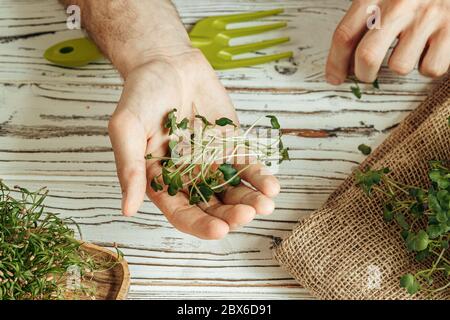 Mani maschili che tengono micro germogli verdi, primo piano Foto Stock