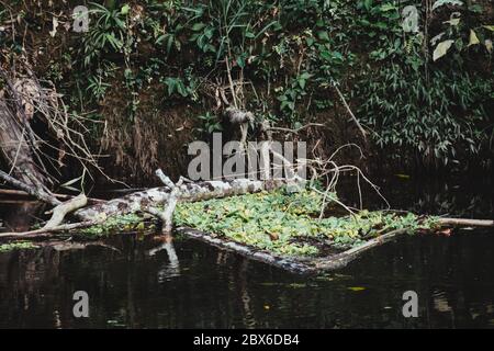 riva del fiume amazzone, vegetazione, scena calma, ecuador Foto Stock