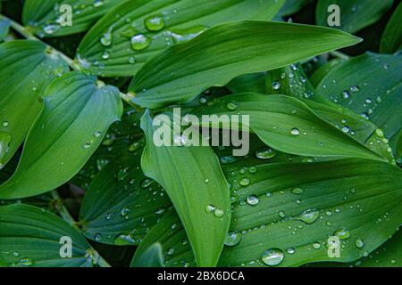 Polygonatum, conosciuto anche come sigillo di Re Salomone o sigillo di Salomone, è una pianta fiorente. Foto Stock