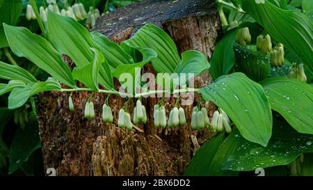 Polygonatum, conosciuto anche come sigillo di Re Salomone o sigillo di Salomone, è una pianta fiorente. Foto Stock
