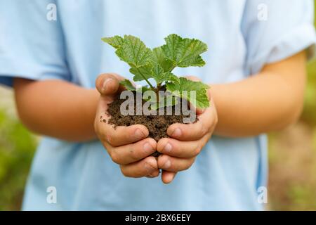 Nuova vita pianta bambino mani tenendo albero natura vivere concetto giardino giardinaggio Foto Stock