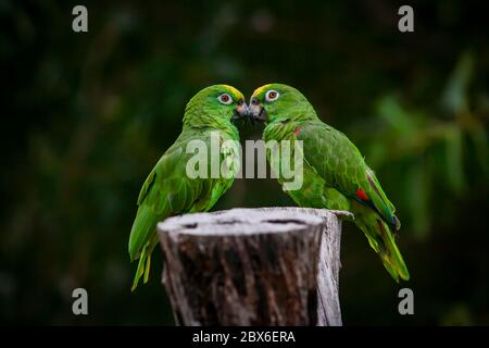 Pappagalli a capanno (Amazona mercenaria) Foto Stock