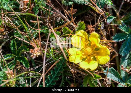Coppa di farfalle di prato, Ranunculus acris. Foto Stock