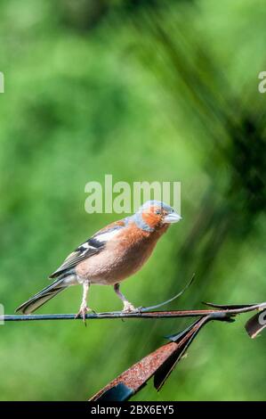 Maschio chaffinch, Fringilla coelebs. Foto Stock