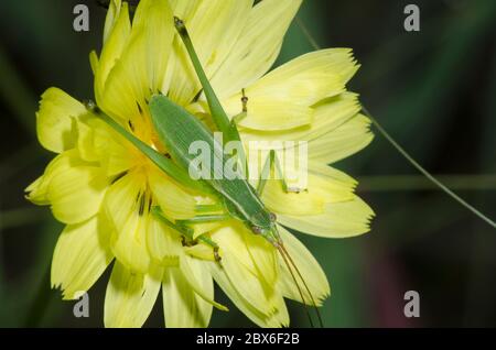 Bush Katydid, Scudderia sp., ninfa su falso dente di leone, Pyrhopappus sp. Foto Stock