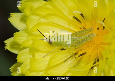 Grasshopper a gola sputa, Melanoplus sp., ninfa su falso dente di leone, Pyrhopappus sp. Foto Stock