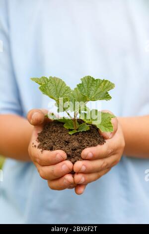 Nuova vita pianta bambino mani tenendo albero natura vivere copyspace copia spazio concetto giardino giardinaggio Foto Stock