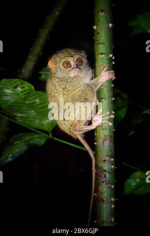 TARsier nel Parco Nazionale di Tangkoko. Sulawesi del Nord, Indonesia. Foto Stock