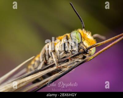 Little Megachile Sp ape dormire Foto Stock