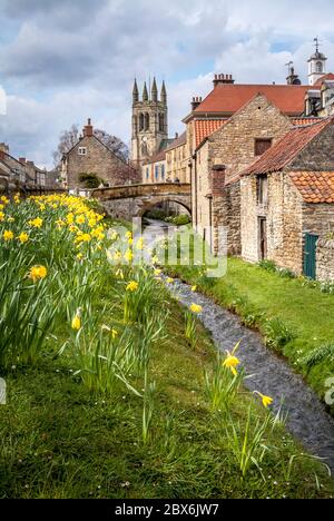 Helmsley Daffodils, Helmsley Village, Yorkshire Foto Stock