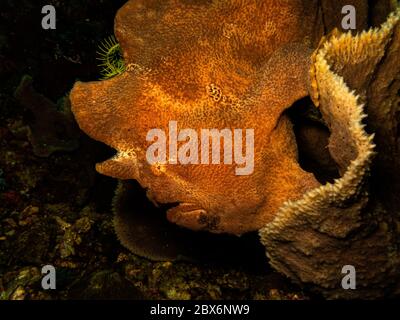 Il rana pescatrice di Commerson o il rana pescatrice gigante, Antennarius commerson in una barriera corallina di Puerto Galera, Filippine Foto Stock