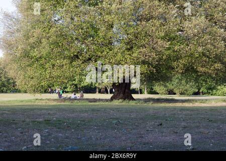 Persone che prendono il sole sotto un enorme albero durante il blocco a causa della pandemia covid-19 a Greenwich Park, Inghilterra, Regno Unito Foto Stock