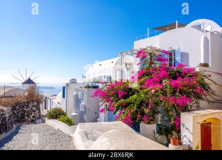 Grecia. Giornata estiva soleggiato su una strada deserta Oia sull'isola di Santorini. Un grande cespuglio fiorito e un mulino a vento in lontananza Foto Stock