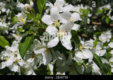 Belle e profuse fioriture bianche di un granchio (Malus baccata?) In primavera in un giardino Glebe, Ottawa, Ontario, Canada. Foto Stock