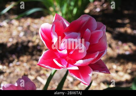 Splendido tulipano doppio rosa e bianco (Tulipa 'Foxtrot') in un giardino Glebe a fine primavera, Ottawa, Ontario, Canada. Foto Stock
