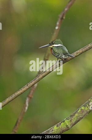 Green Kingfisher (Chloroceryle americana septentridalis) maschio adulto arroccato sul ramo nella pioggia Cuero y Saldo, Honduras febbraio 2016 Foto Stock