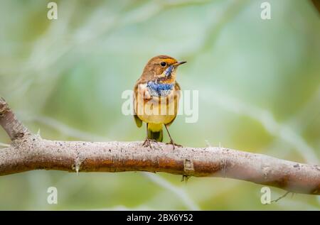 Bellissimo colpo di uccello blugola un membro della famiglia Turdidae Foto Stock