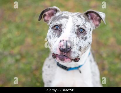 Un cane Catahoula leopardo x Pit Bull Terrier razza mista cane guardando la fotocamera Foto Stock