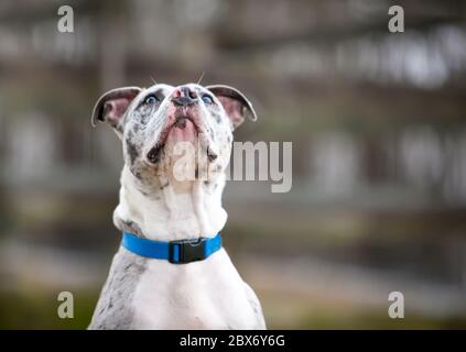 Un cane Catahoula leopardo x Pit Bull Terrier razza mista cane che indossa un collare blu, guardando in su Foto Stock