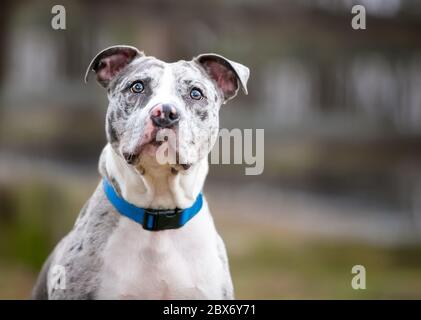 Un cane Catahoula leopardo x Pit Bull Terrier razza mista cane che indossa un collare blu Foto Stock