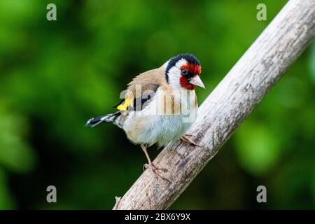 Goldfinch a metà Galles durante la primavera Foto Stock