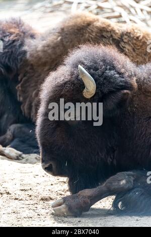 La madre bisonte protegge il suo giovane vitello Foto Stock