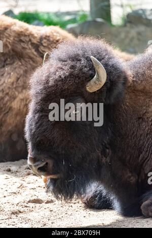 La madre bisonte protegge il suo giovane vitello Foto Stock