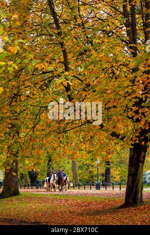 Horse in an Autumnal Hyde Park, Londra, Regno Unito Foto Stock