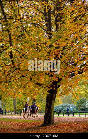 Horse in an Autumnal Hyde Park, Londra, Regno Unito Foto Stock