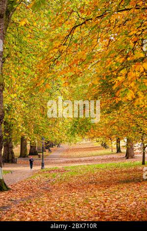 Horse in an Autumnal Hyde Park, Londra, Regno Unito Foto Stock