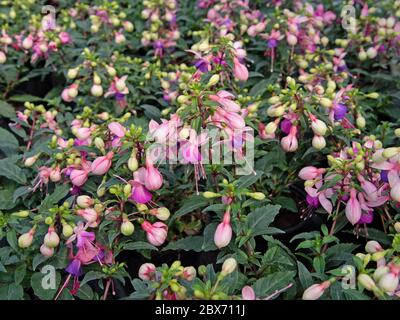 Fucsia violette in fiore nel giardino Foto Stock