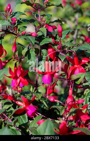 Fucsias rosso in fiore nel giardino Foto Stock