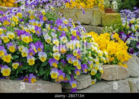 Violette fiorite, viola cornuta, in primavera Foto Stock
