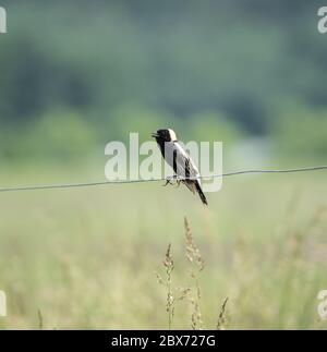 Primo piano di Bobolink maschio (Dolichonyx oryzivorus) arroccato su filo contro sfondo verde erba Foto Stock