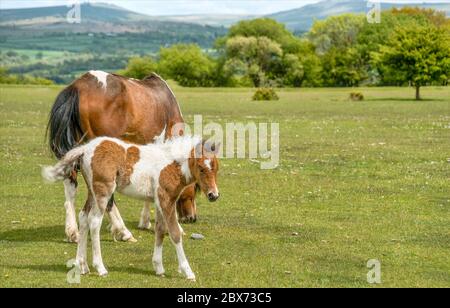 Half Wild Dartmoor pony mare con il suo nemico vicino a Yelverton, Devon, Inghilterra Foto Stock