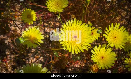 Primo piano dei Dandelions del deserto in piena fioritura in primavera nel Parco statale del deserto di Anza-Borrego Foto Stock