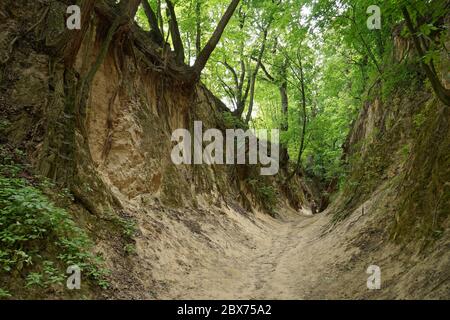 Gola Loess chiamata la gola di San Jadwiga Landmark nella città di Sandomierz in Polonia. Foto Stock