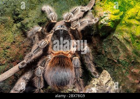 Primo piano di una tarantula scarlatta bahia (lasiodora klugi) in cattività Foto Stock