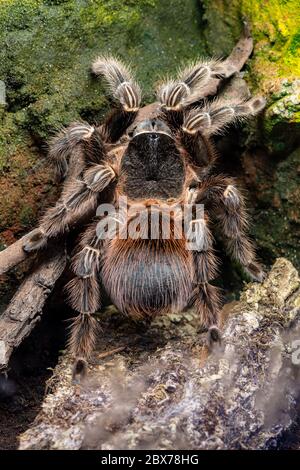 Primo piano di una tarantula scarlatta bahia (lasiodora klugi) in cattività Foto Stock