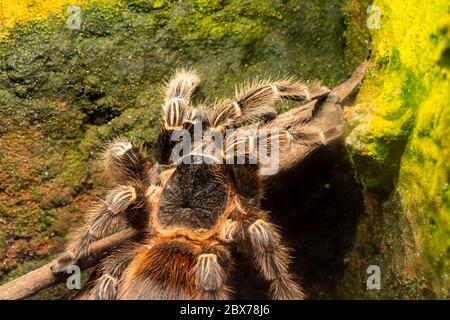 Primo piano di una tarantula scarlatta bahia (lasiodora klugi) in cattività Foto Stock