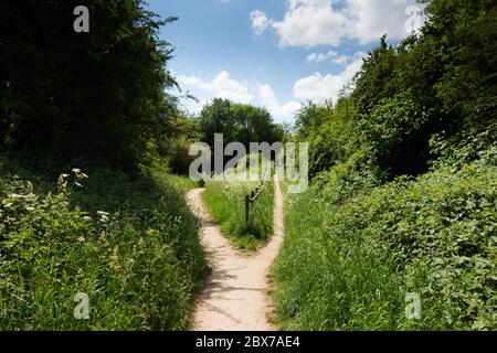 Un unico percorso sabbioso che si divide in due circondato da verde fogliame Foto Stock