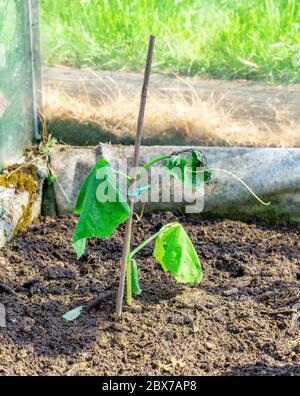 Essiccare pianta di cetriolo verde in serra, foglie appassite dopo aver piantato in suolo asciutto, non abbastanza annaffiatura. Giardino svedese a casa, prodotto ecologico Foto Stock