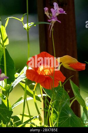 Nasturtiums nel giardino Foto Stock